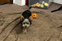 AKC Lilly, a female Silky Terrier for sale in Houston, MO – 1 of 9