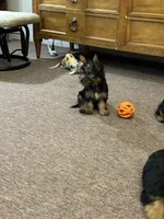 Ellie , a female Silky Terrier for sale in Houston, MO – 2 of 6