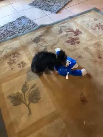 AKC Benson Green , a male Silky Terrier for sale in Houston, MO – 9 of 10