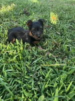 Ricky, a male Silky Terrier for sale in Houston, MO – 2 of 7