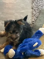 AKC Benson Green , a male Silky Terrier for sale in Houston, MO – 5 of 10
