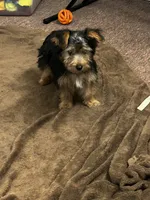 AKC Charley, a male Silky Terrier for sale in Houston, MO – 4 of 7