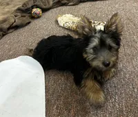 AKC Chewbacca, a male Silky Terrier for sale in Houston, MO – 4 of 9