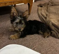 AKC Chewbacca, a male Silky Terrier for sale in Houston, MO – 5 of 9