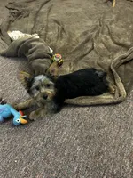 AKC Lilly, a female Silky Terrier for sale in Houston, MO – 8 of 9