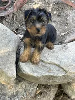 AKC Lucas, a male Silky Terrier for sale in Houston, MO – 7 of 9