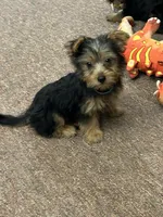 Macy, a female Silky Terrier for sale in Houston, MO – 3 of 3