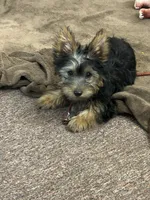 AKC Chewbacca, a male Silky Terrier for sale in Houston, MO – 8 of 9
