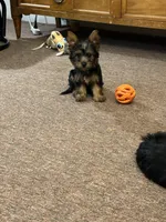 Ellie , a female Silky Terrier for sale in Houston, MO – 3 of 6