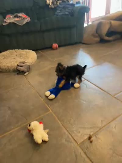 AKC Benson Green , a male Silky Terrier for sale in Houston, MO – 8 of 10
