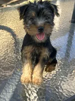AKC Lucas, a male Silky Terrier for sale in Houston, MO – 8 of 9