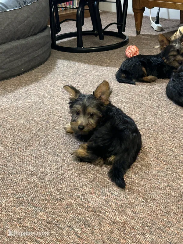Lilly – Silky Terrier puppy for sale in Houston, MO