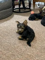 Lilly, a female Silky Terrier for sale in Houston, MO – 1 of 4
