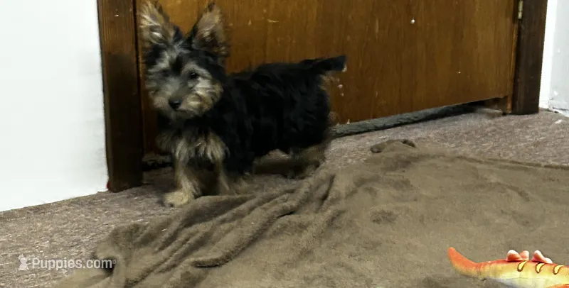 AKC Chewbacca – Silky Terrier puppy for sale in Houston, MO