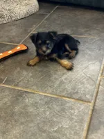 AKC Brea, a female Silky Terrier for sale in Houston, MO – 2 of 7