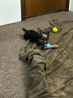 AKC Ellie, a female Silky Terrier for sale in Houston, MO – 3 of 8