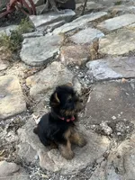 AKC Ella, a female Silky Terrier for sale in Houston, MO – 8 of 10