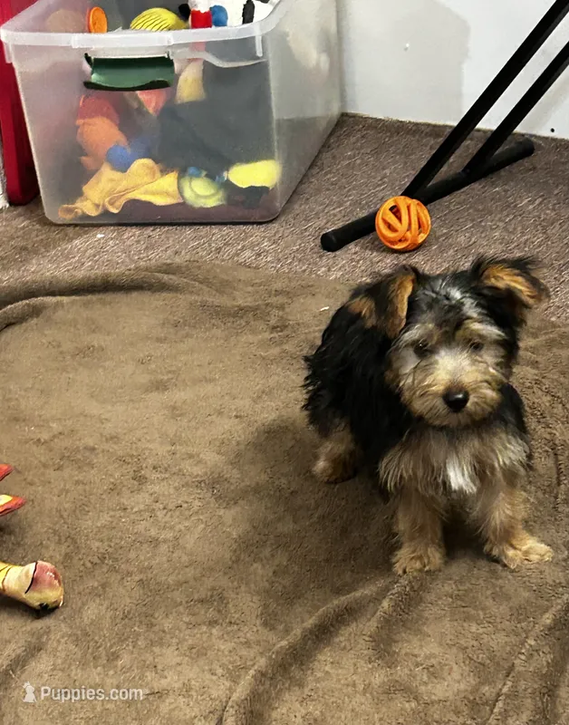 AKC Charley – Silky Terrier puppy for sale in Houston, MO