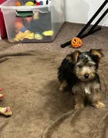 AKC Charley, a male Silky Terrier for sale in Houston, MO – 1 of 7