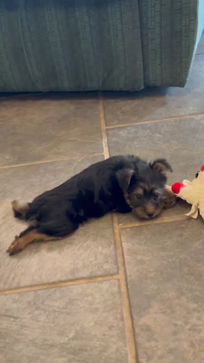 AKC Brea, a female Silky Terrier for sale in Houston, MO – 7 of 7