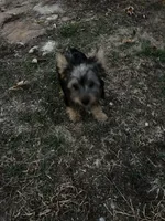 AKC Little Willie, a male Silky Terrier for sale in Houston, MO – 8 of 9