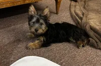 AKC Chewbacca, a male Silky Terrier for sale in Houston, MO – 3 of 9
