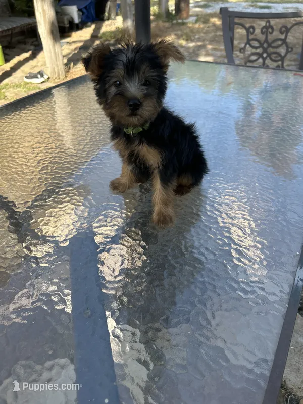 AKC Benson Green  – Silky Terrier puppy for sale in Houston, MO