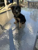 AKC Benson Green , a male Silky Terrier for sale in Houston, MO – 1 of 10