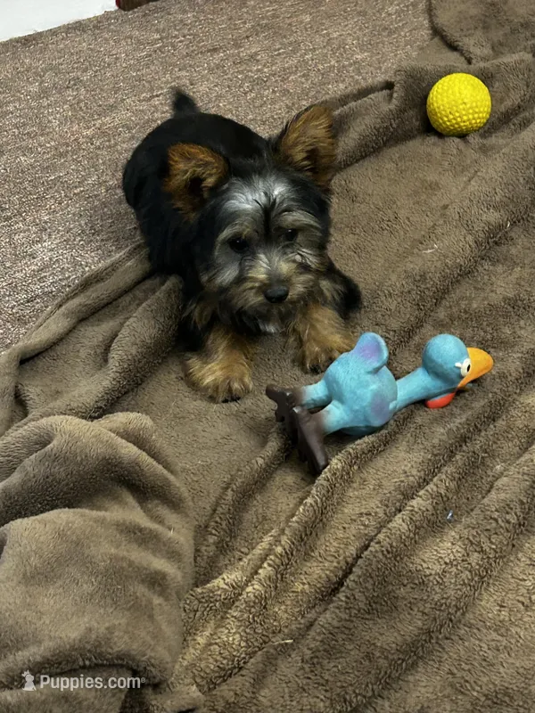 AKC Ellie – Silky Terrier puppy for sale in Houston, MO