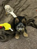 Macy, a female Silky Terrier for sale in Houston, MO – 6 of 9