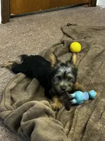 AKC Ellie, a female Silky Terrier for sale in Houston, MO – 6 of 8