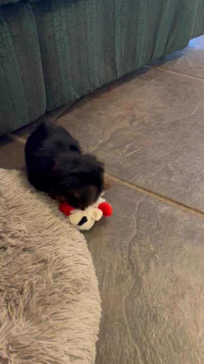 AKC Ella, a female Silky Terrier for sale in Houston, MO – 4 of 10