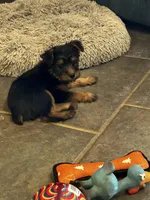 AKC Brea, a female Silky Terrier for sale in Houston, MO – 3 of 7
