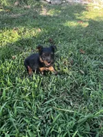 Rocky, a male Silky Terrier for sale in Houston, MO – 5 of 5