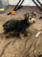 AKC Charley, a male Silky Terrier for sale in Houston, MO – 3 of 7