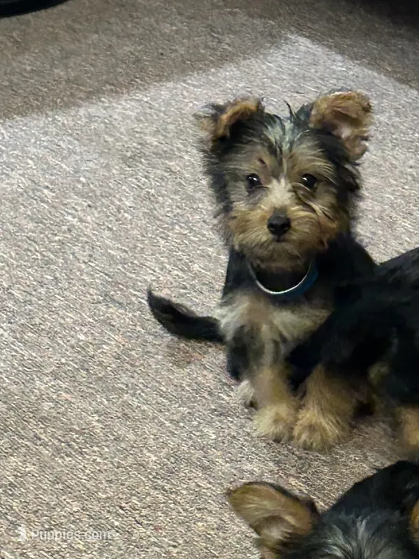 Macy – Silky Terrier puppy for sale in Houston, MO