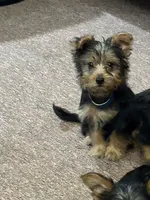 Macy, a female Silky Terrier for sale in Houston, MO – 1 of 3