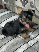 AKC Little Willie, a male Silky Terrier for sale in Houston, MO – 2 of 10