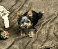 AKC Lilly, a female Silky Terrier for sale in Houston, MO – 7 of 9