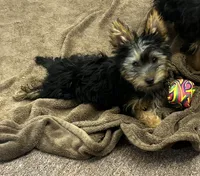 AKC Chewbacca, a male Silky Terrier for sale in Houston, MO – 6 of 9
