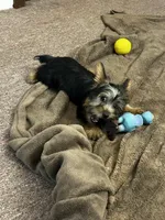 AKC Ellie, a female Silky Terrier for sale in Houston, MO – 5 of 8
