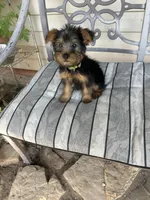 AKC Benson Green , a male Silky Terrier for sale in Houston, MO – 3 of 10
