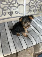 AKC Benson Green , a male Silky Terrier for sale in Houston, MO – 4 of 10