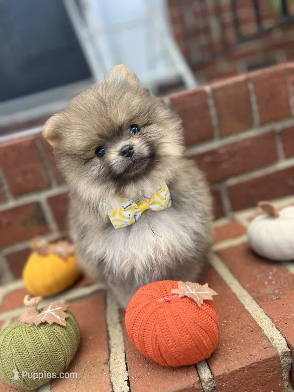 Milo – Pomeranian puppy for sale in Atlanta, GA