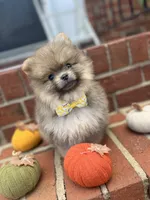 Milo, a male Pomeranian for sale in Atlanta, GA – 1 of 1
