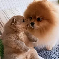 Miska, a female Pomeranian for sale in Atlanta, GA – Photo 3 of 4