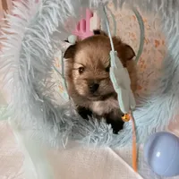 Miska, a female Pomeranian for sale in Atlanta, GA – Photo 1 of 4