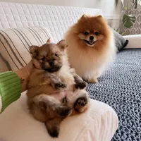 Miska, a female Pomeranian for sale in Atlanta, GA – Photo 2 of 4