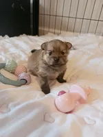 Miska, a female Pomeranian for sale in Atlanta, GA – Photo 3 of 4