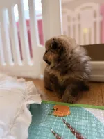 Miska, a female Pomeranian for sale in Atlanta, GA – Photo 4 of 4